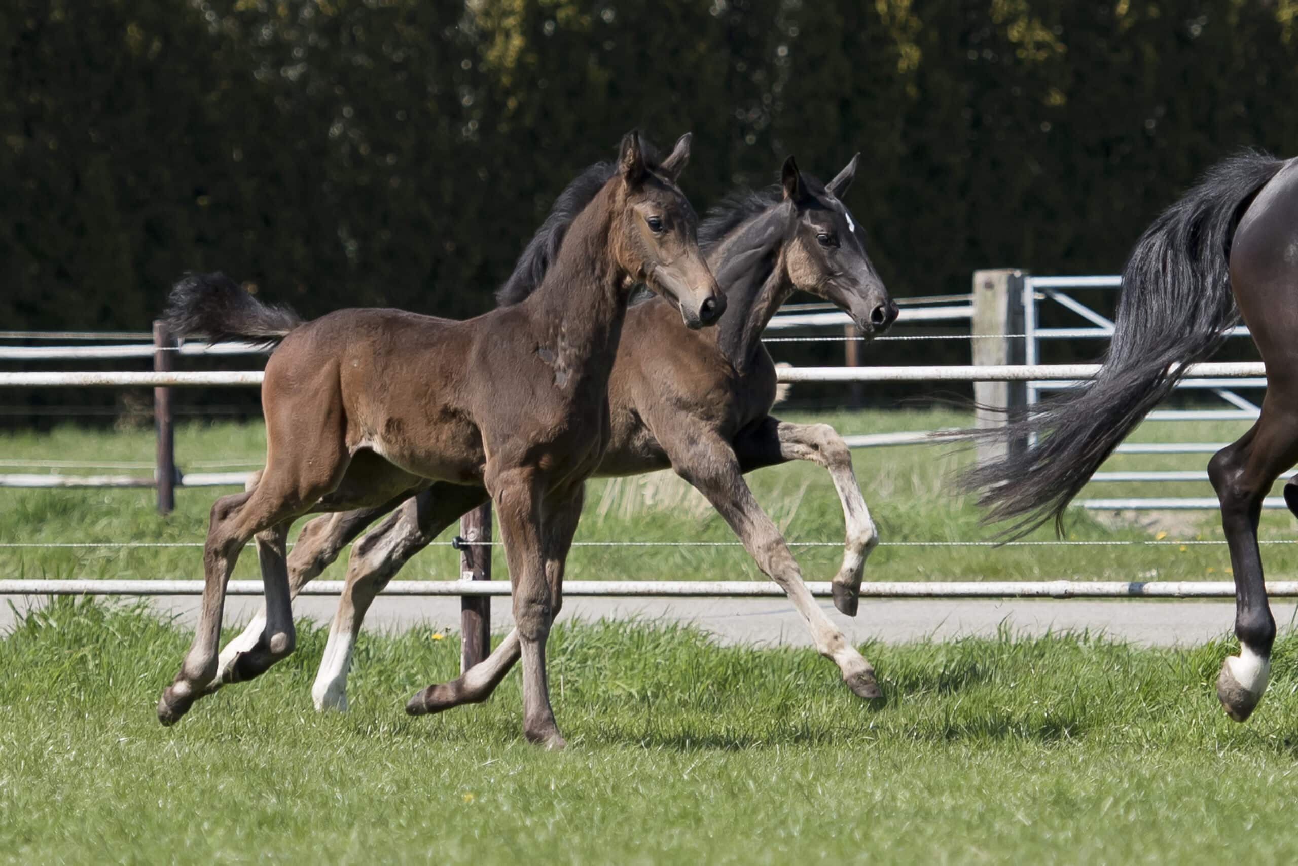 paard