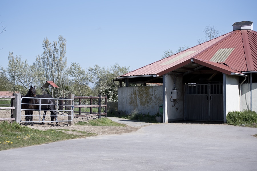 9651_webbestand stalhexagon-paard