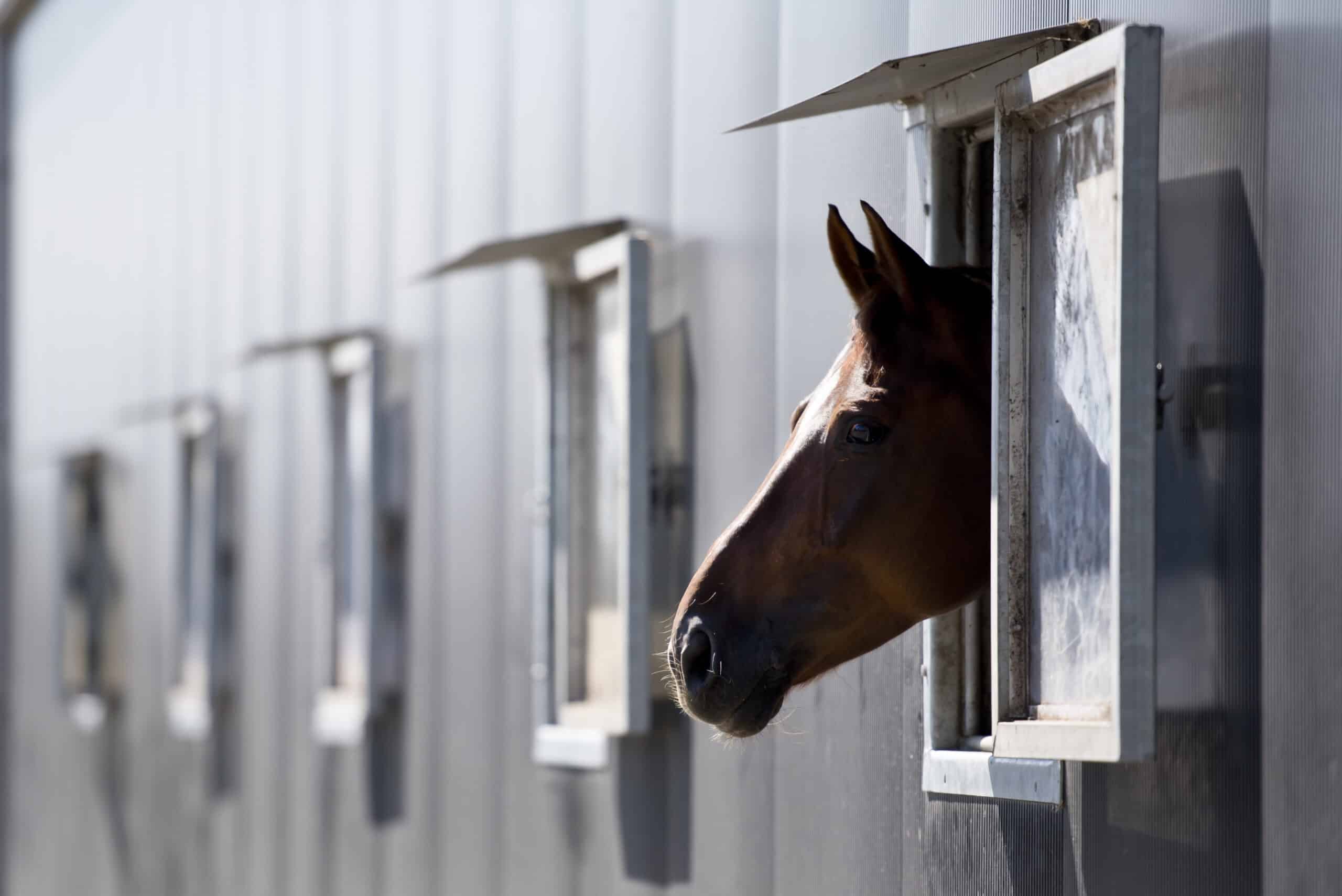DSC_9805 hexagon-paard