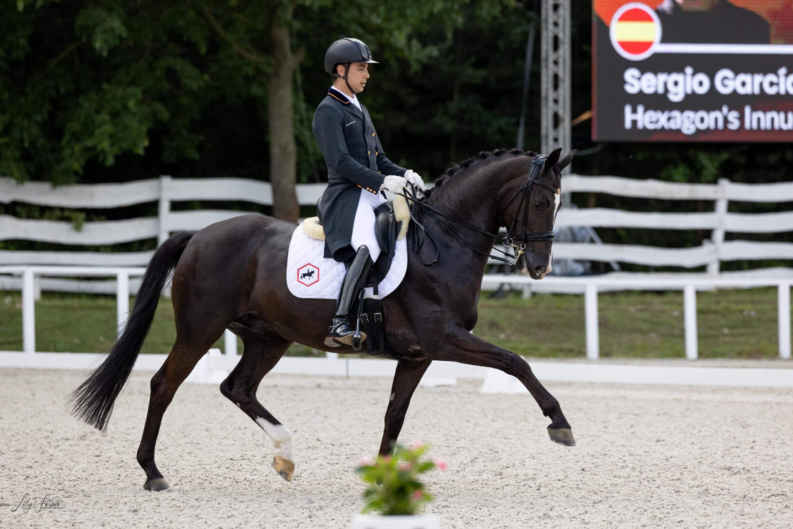 Innuendo Sergio.1 paard-5