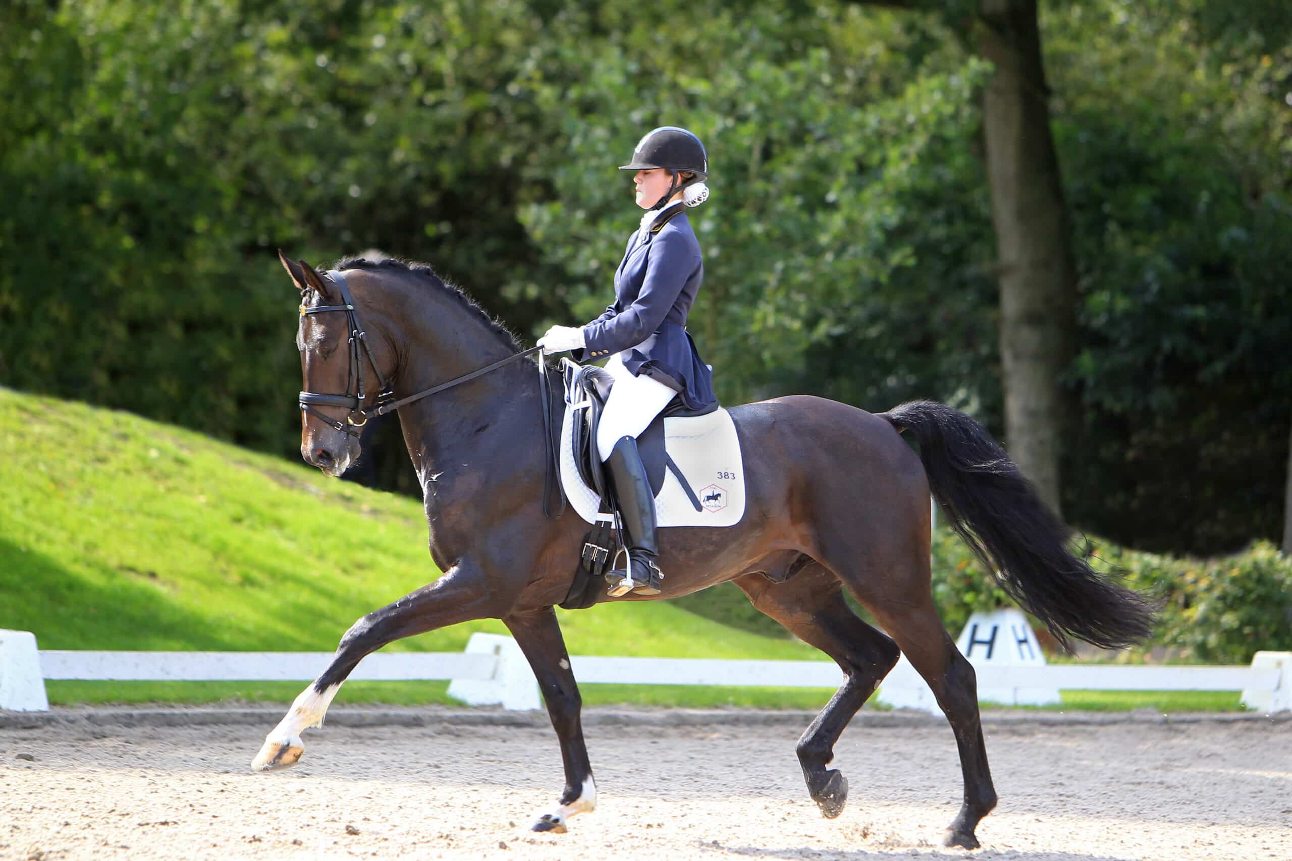 Klasse M2 hexagon-paard