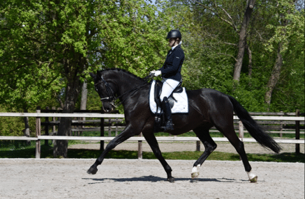 stalhexagon-paard