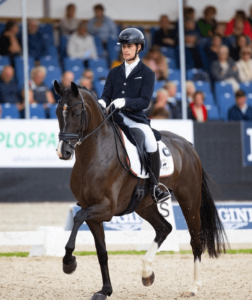 paard