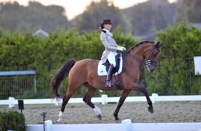 paard